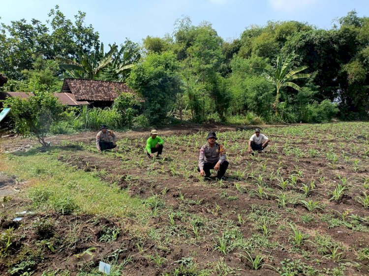 Polsek Balongbendo Dukung Program Ketahanan Pangan, Olah Lahan Tidur di Pesantren Jadi Produktif